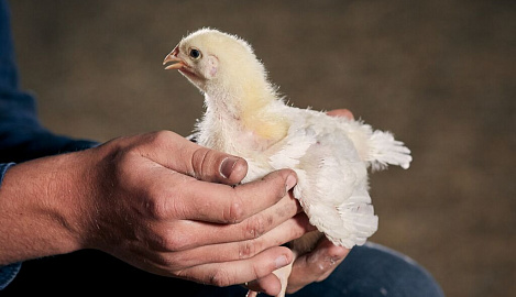 Кормовой комплекс Плюмаж – новое решение для повышения продуктивности и сохранности несушек